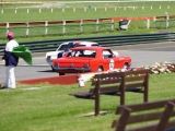 Mustangs at Sandown (2)